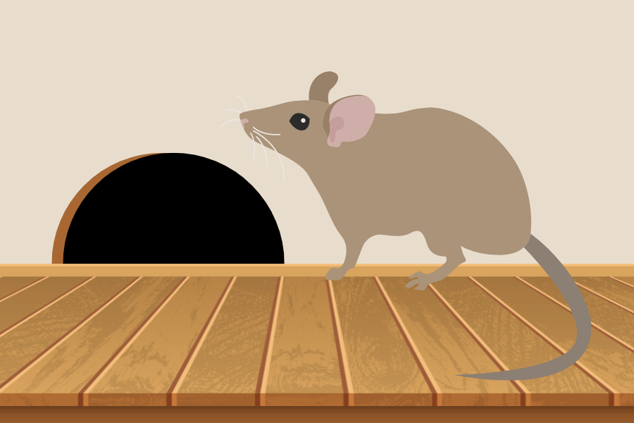 Rodent Damage & Preventative Steps to Take This Winter