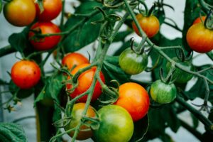 A Comprehensive Checklist For Your Home Garden
